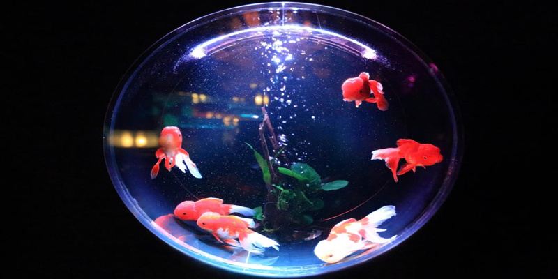 Mơ nhìn thấy cá XOCDIA88 hấp dẫn