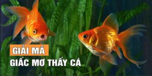 mơ thấy cá XOCDIA88