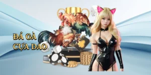 Đá gà cựa dao