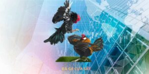 Đá gà cựa sắt