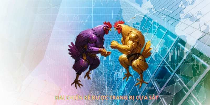 Hình thức thi đấu giữa hai chiến kê được trang bị cựa sắt